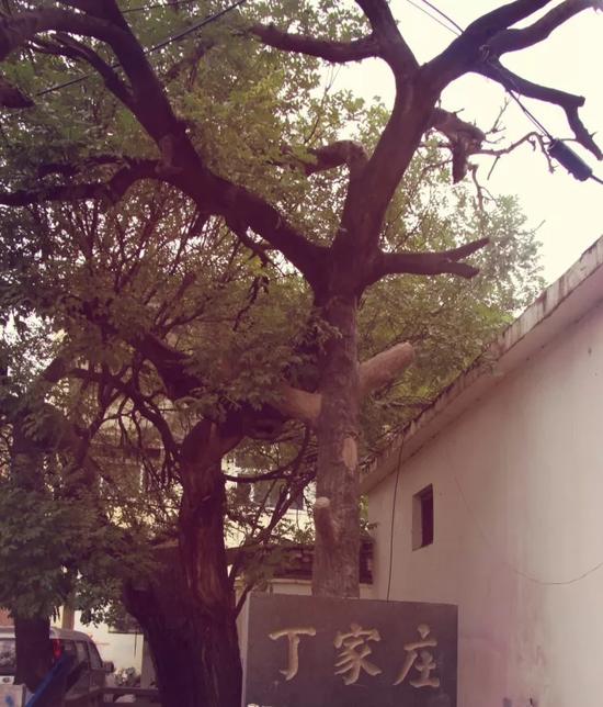 這對(duì)深入研究丁氏家族歷史